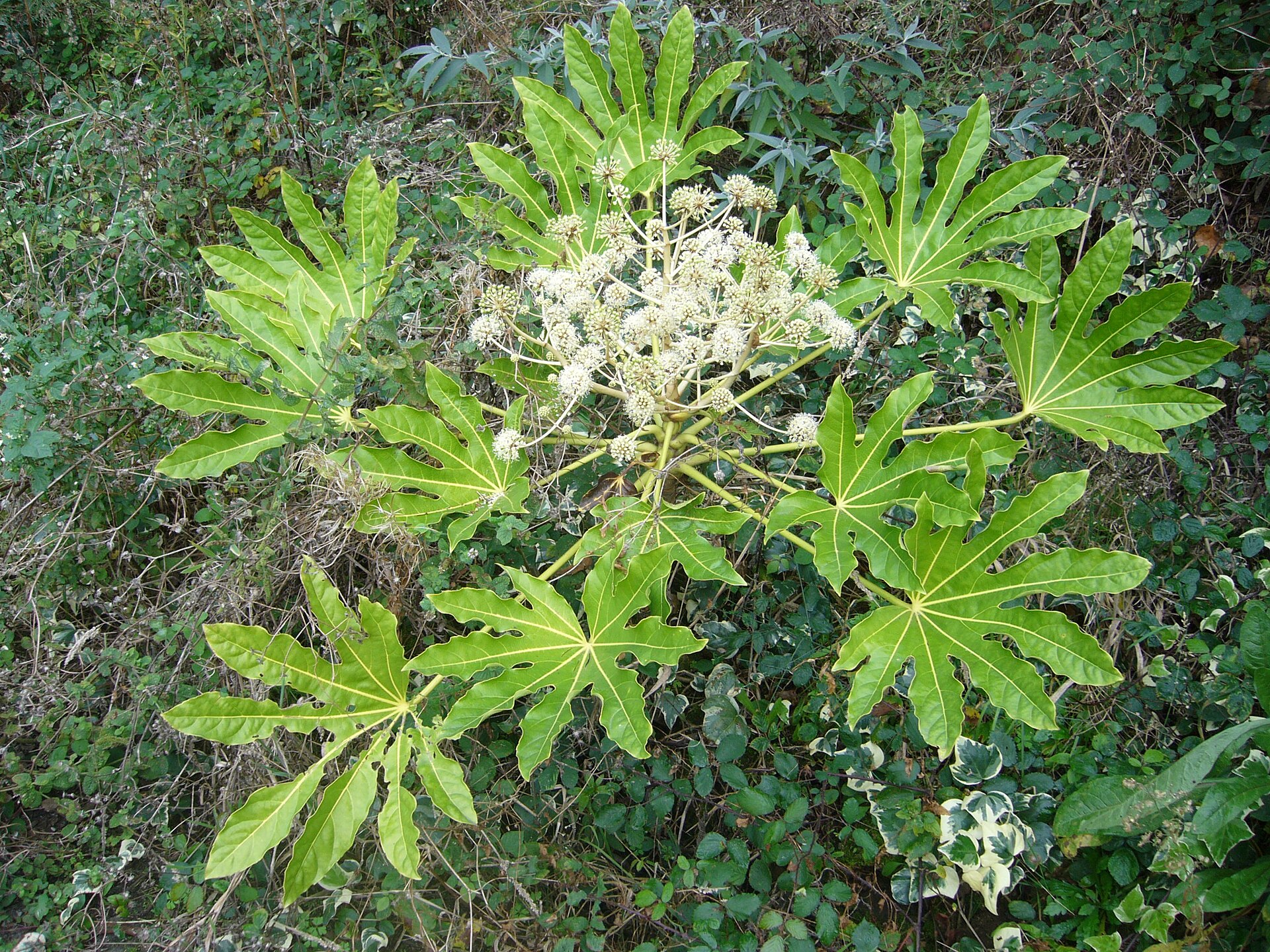 Prodara