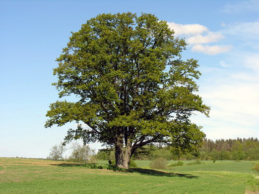 Dub letní