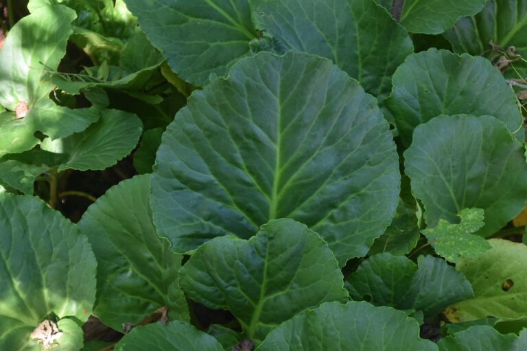 Bergénie (Bergenia cordifolia)