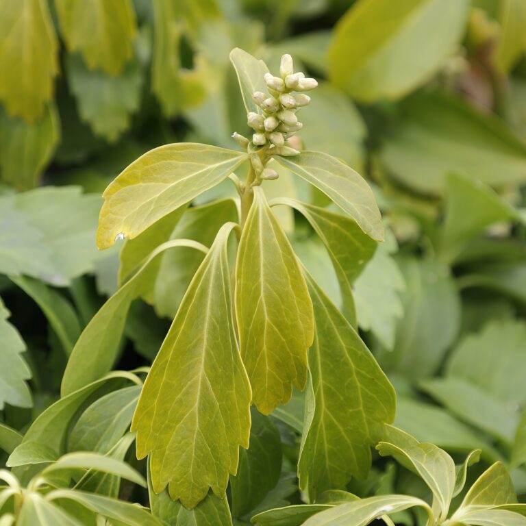 Tlustoník klasnatý (Pachysandra terminalis)