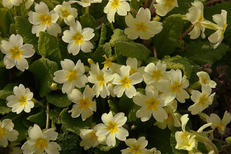 Prvosenka bezlodyžná (Primula vulgaris)
