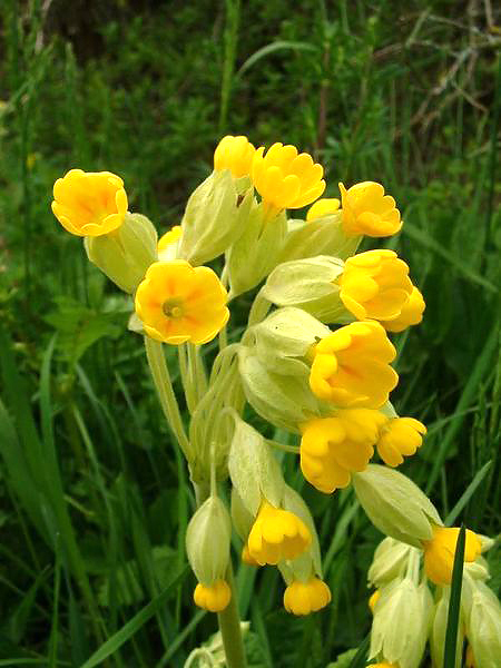Prvosenka jarní (Primula veris)