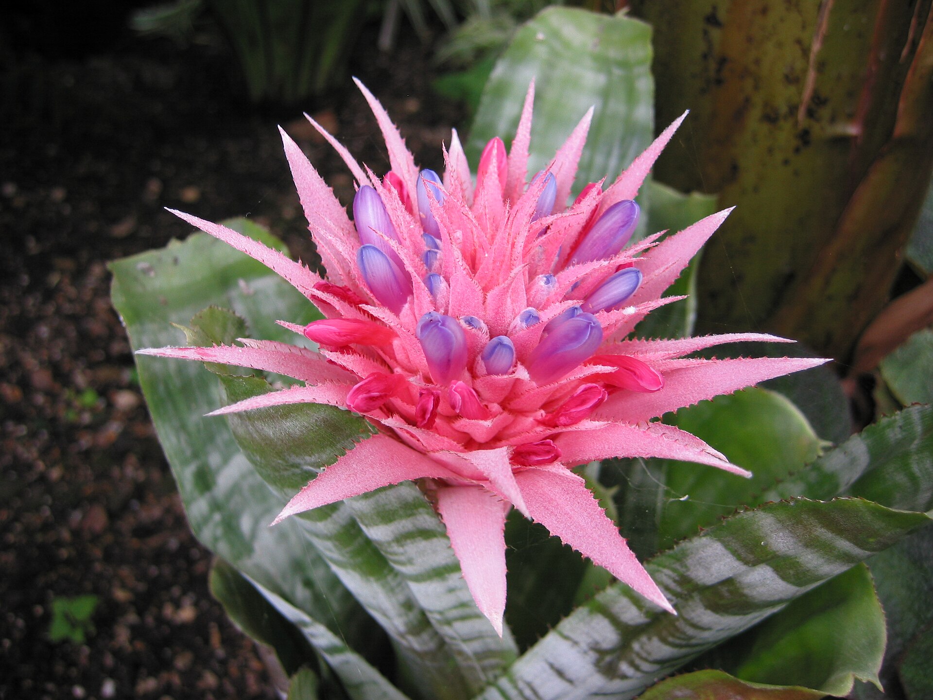 Aechmea