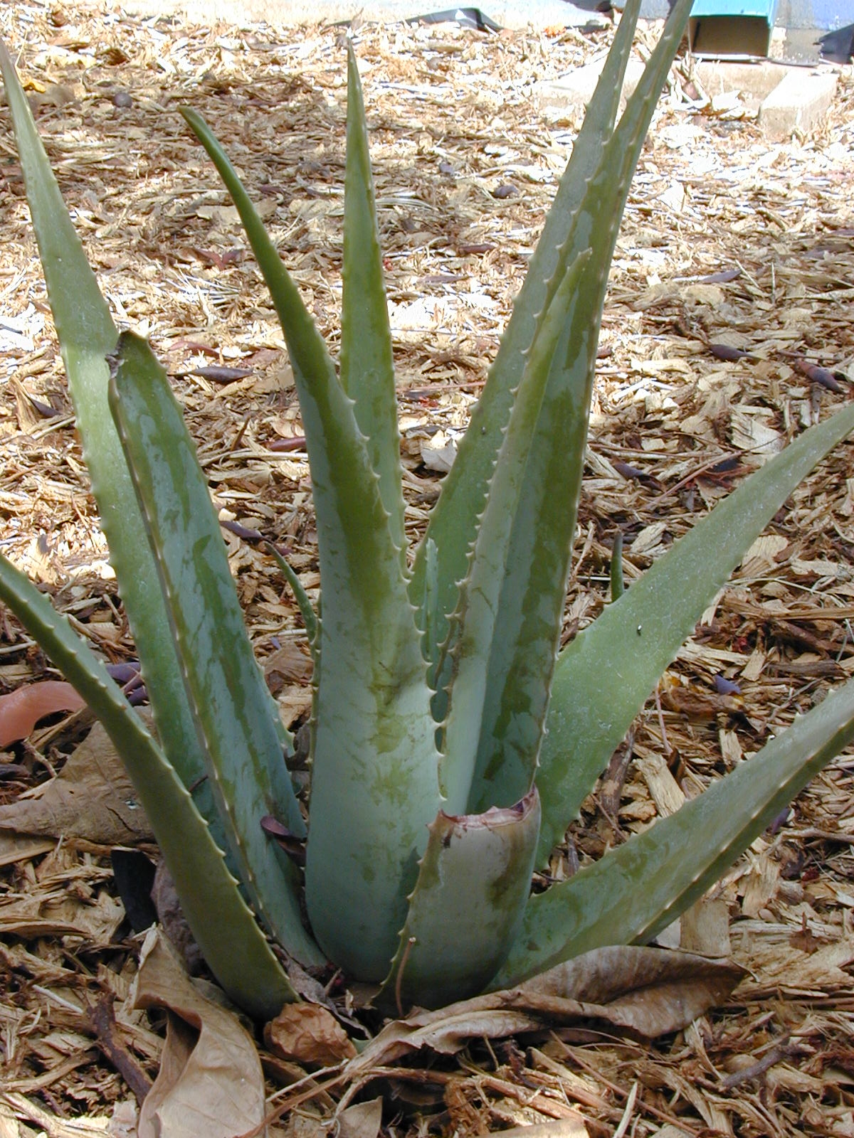 Aloe pravá