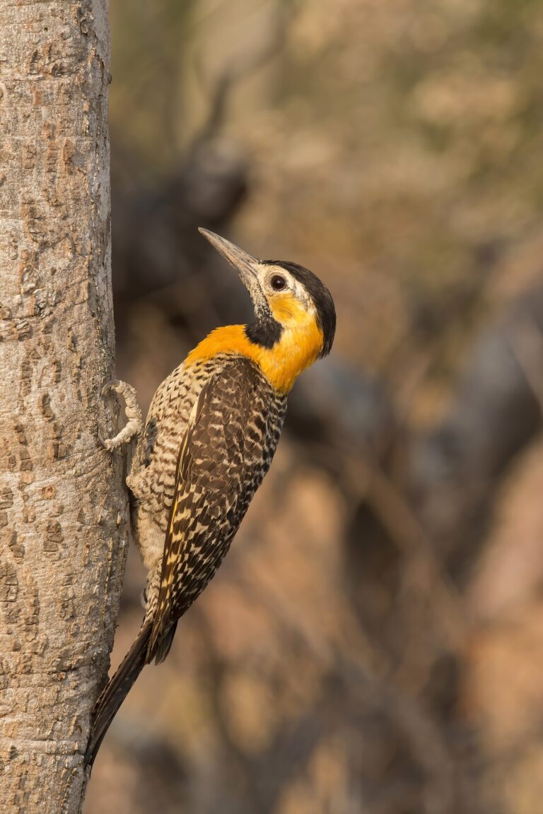 Datel campový (Colaptes campestris)