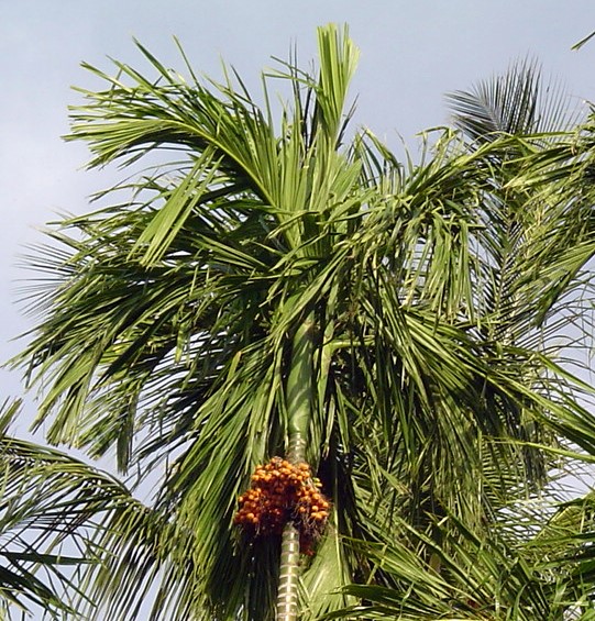 Areka obecná