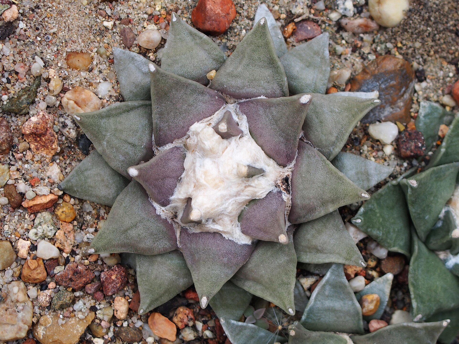 Ariocarpus retusus