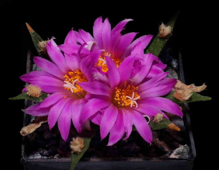 Ariocarpus agavoides