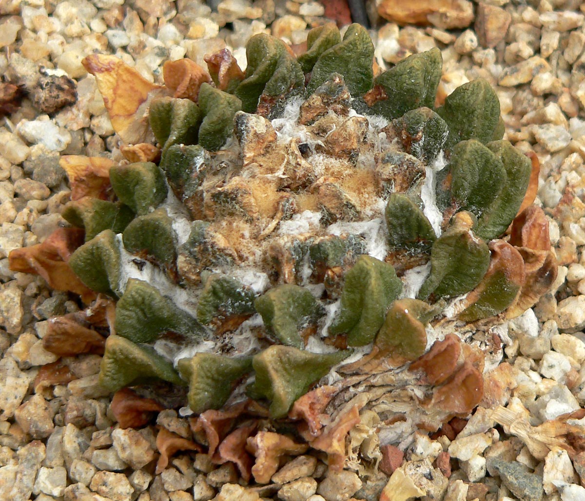 Ariocarpus scapharostrus
