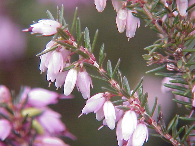 Vřesovec