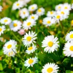 bellis-perennis-18810.jpg