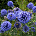 belotrn-modry-echinops-ritro-prodej-semen-6-ks.jpg