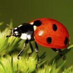 beruskaweb