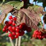 big_Viburnum-trilobum-crop