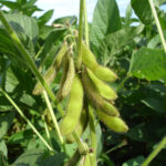 bio-soja-green-shell-glycine-max-prodej-bio-semen-20-ks.jpg
