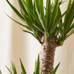 bloomscape_yucca-cane_xl_detail