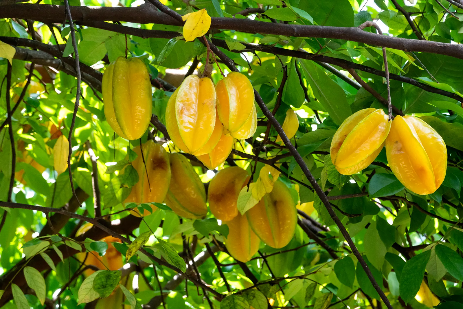Karambola