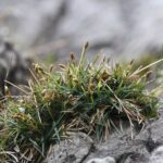 carexfirmaherb1