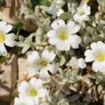 cerastomenherb1