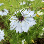 Černucha setá cernucha-seta-kmin-cerny-nigella-sativa-prodej-seminek-cernuchy-25-ks-.jpg