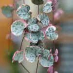 ceropegia-woodii-variegata-1536×1536-62d026915a5bc_src