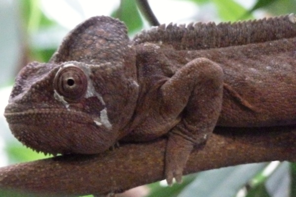 Chameleon obrovský