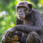chimpanzee_sitting_rwanda_1_1