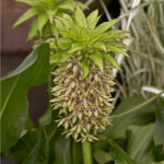 chocholatice-eucomis-bicolor-cibuloviny-1-ks.jpg