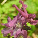 corydaliscavaherb1