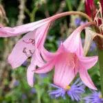 crinum-x-powellii-pink-late-600nw-1638236479.jpg