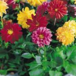 dahlia_variabilis_gartenfreude_z1