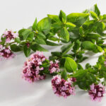 dobromysl-oregano-p-1