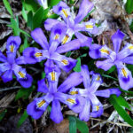 dwarf_lake_iris_cdp_lg