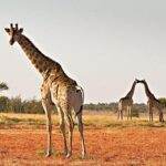 giraffagiraffa2