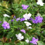 growing-brunfelsia-pauciflora-5088876-hero-ad9462f207ca4c7887f1f11c2212d5b9