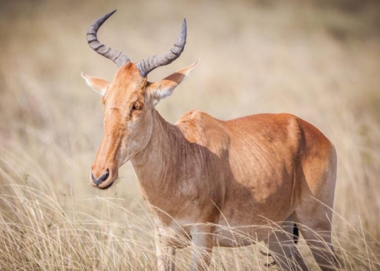 Buvolec stepní severoafrický hartebeest