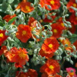 Devaterník helianthemum-henfield-brilliant-bc-nursery-14-5-22_4cfd34c301