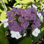 hydrangea-aspera-subsp.-sargentiana-260-p