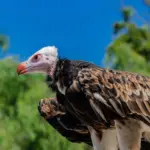 iStock-1130753733-martin_leber-white-headed-vulture.jpg
