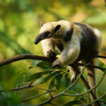 Northern Tamandua – Tamandua mexicana species of anteater, tropical and subtropical forests from southern Mexico, Central America to the edge of the northern Andes