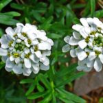 iberis_sempervirens_20c1