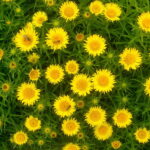 inula-ensifolia—compacta–
