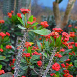 exotic plants