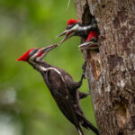 Pileated Woodpecker on a tree