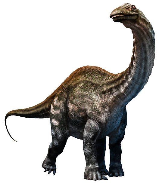 Apatosaurus