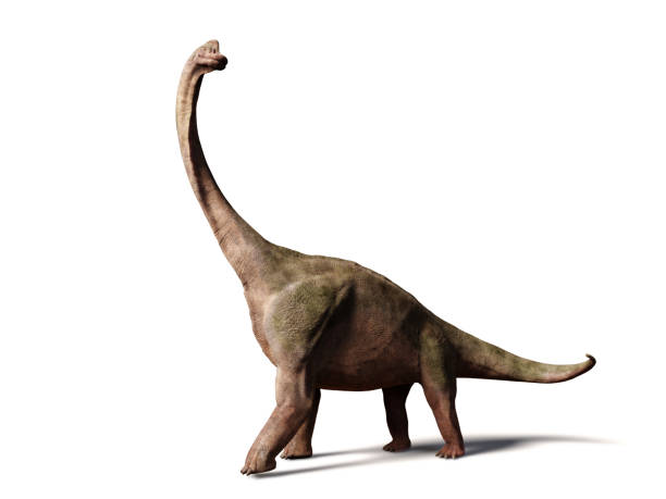 Diplodocus