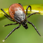 ixodes-ricinus-4858026-1920