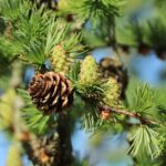 Japanische Lärche – Larix kaempferi
