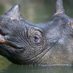 javanrhino