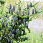 jedle-balzamova-abies-balsamea-semena-jedle-7-ks.jpg